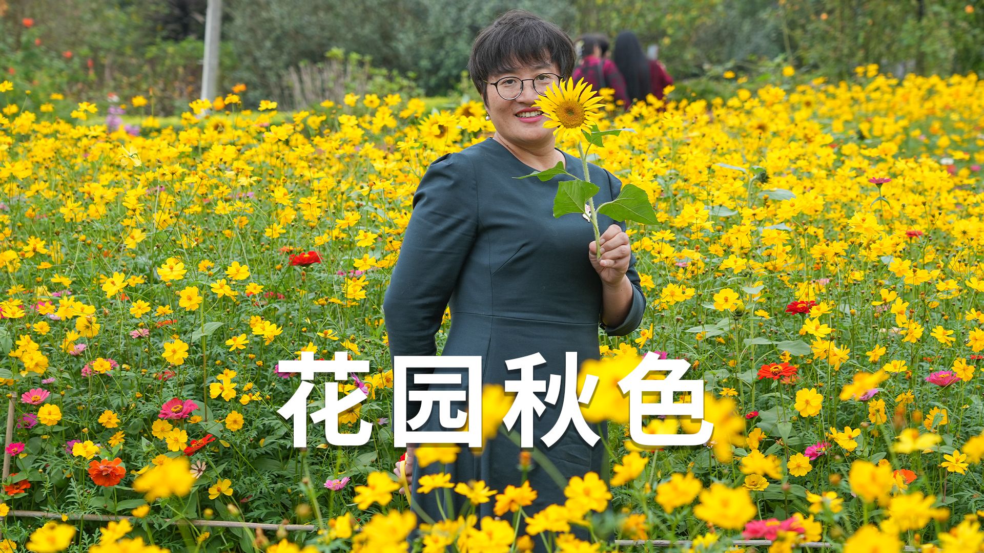 秋季花园成花海,邀请大家来赏秋哔哩哔哩bilibili