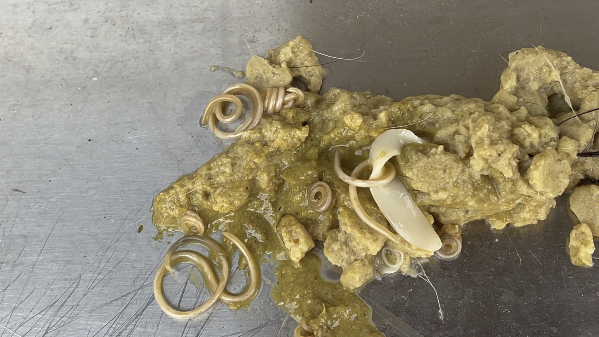 猫吐出来的寄生虫