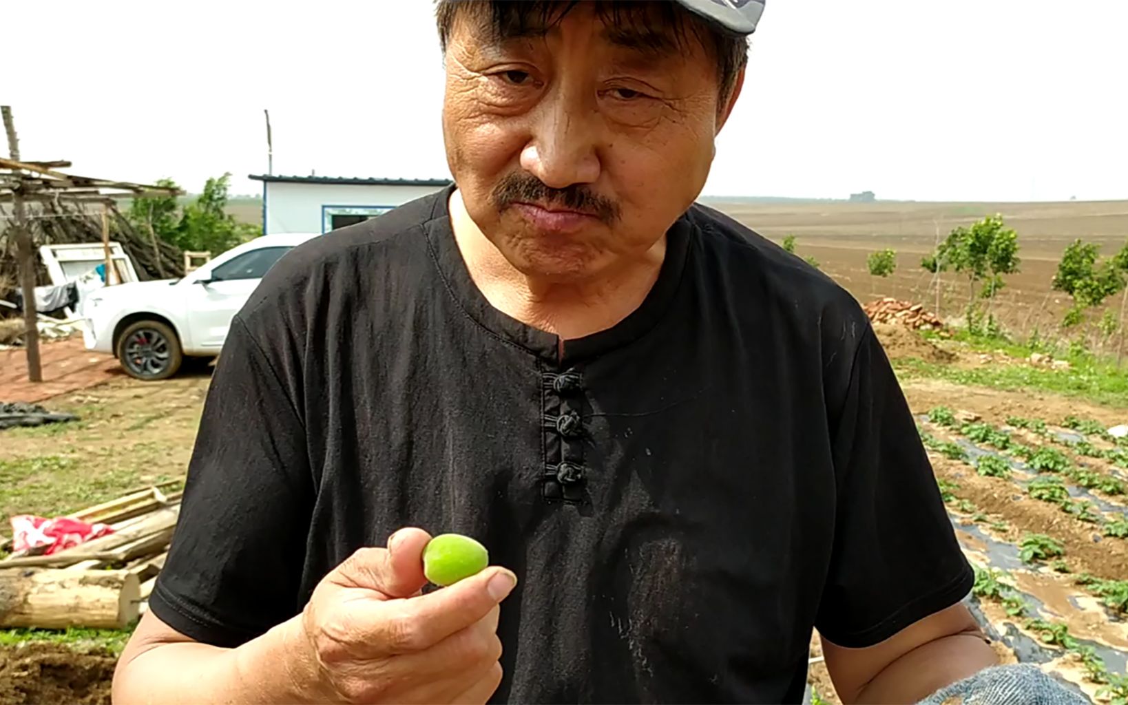 给老张头摘了3个青杏子,擦吧两下就吃,核都不吐,看着都酸_哔哩哔哩