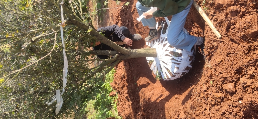 鸡爪槭:红叶传情,你了解多少?