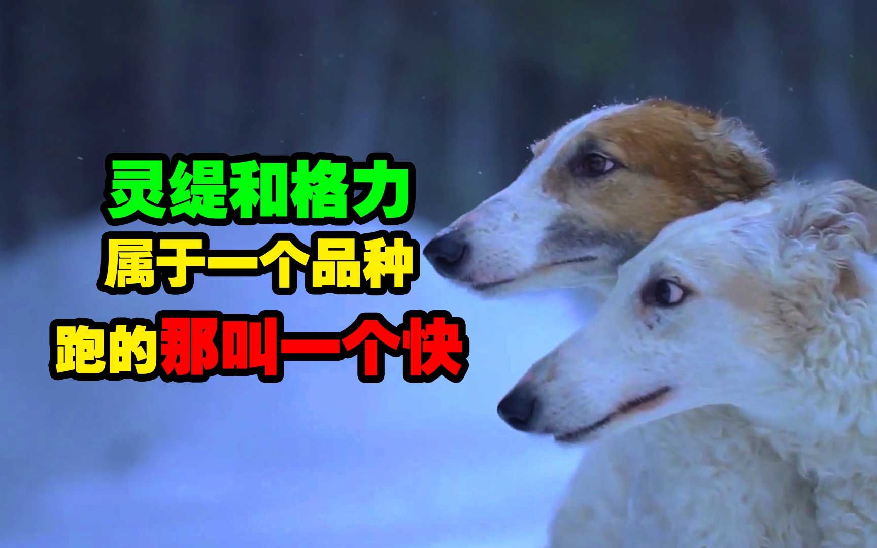 灵缇犬又叫格力犬?跑的那叫一个快哔哩哔哩bilibili