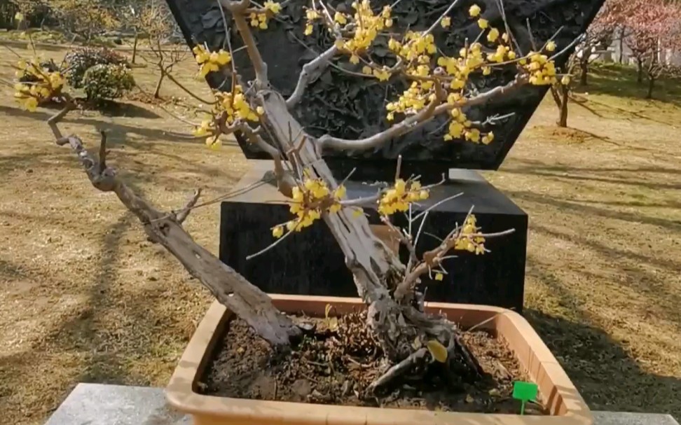 探访南京梅花谷【中国梅花艺术中心】 梅花盆景展览哔哩哔哩bilibili