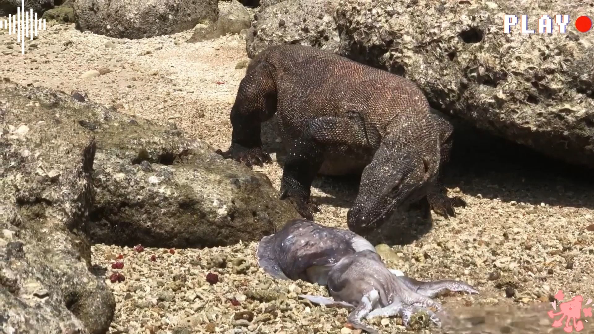 科莫多巨蜥趕海生吞大魷魚,難得的海鮮自助餐,三嫂