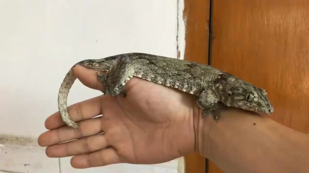 太平洋巨人守宫_哔哩哔哩 (゜-゜)つロ 干杯~-bilibili