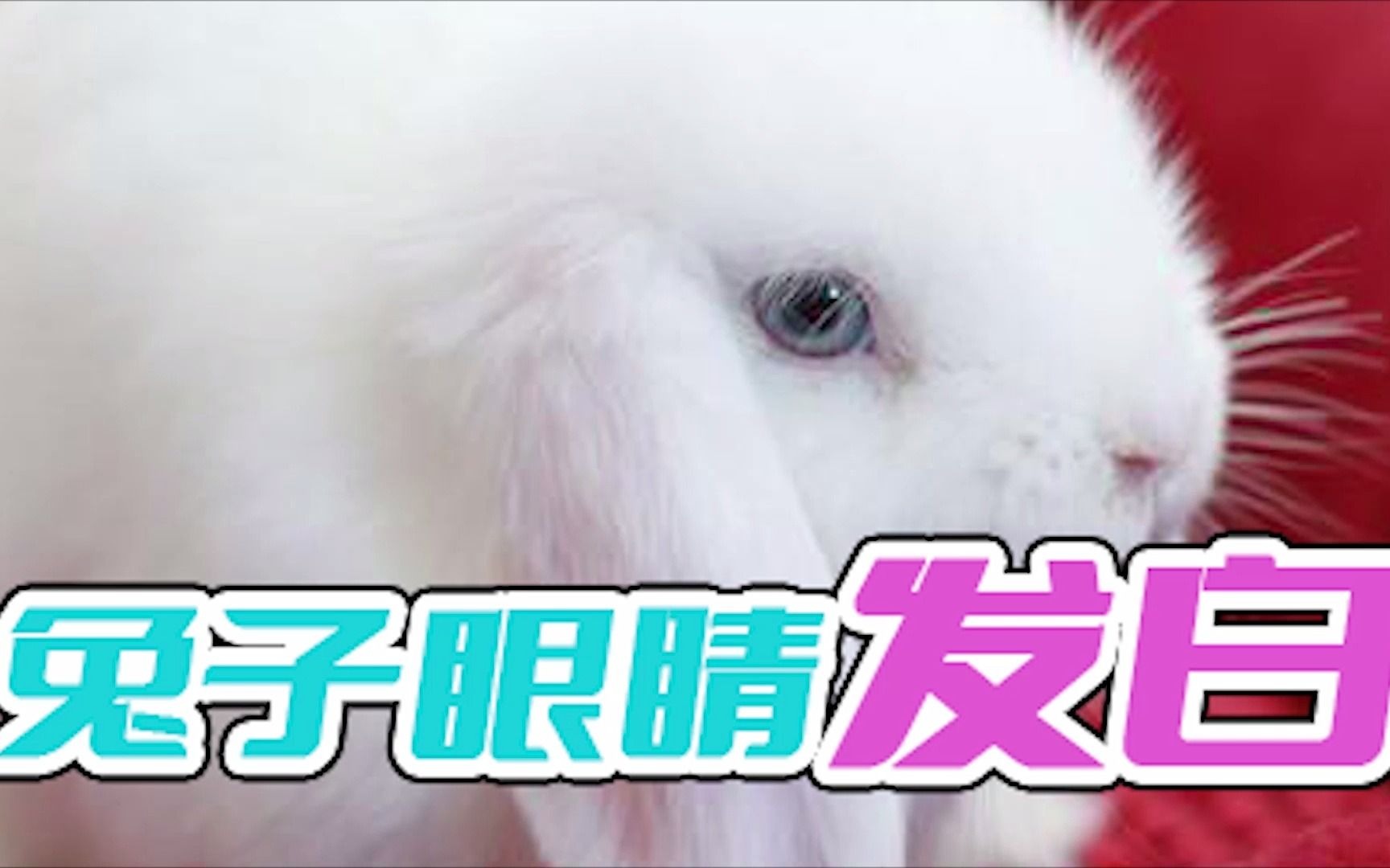 兔子眼睛发白哔哩哔哩bilibili