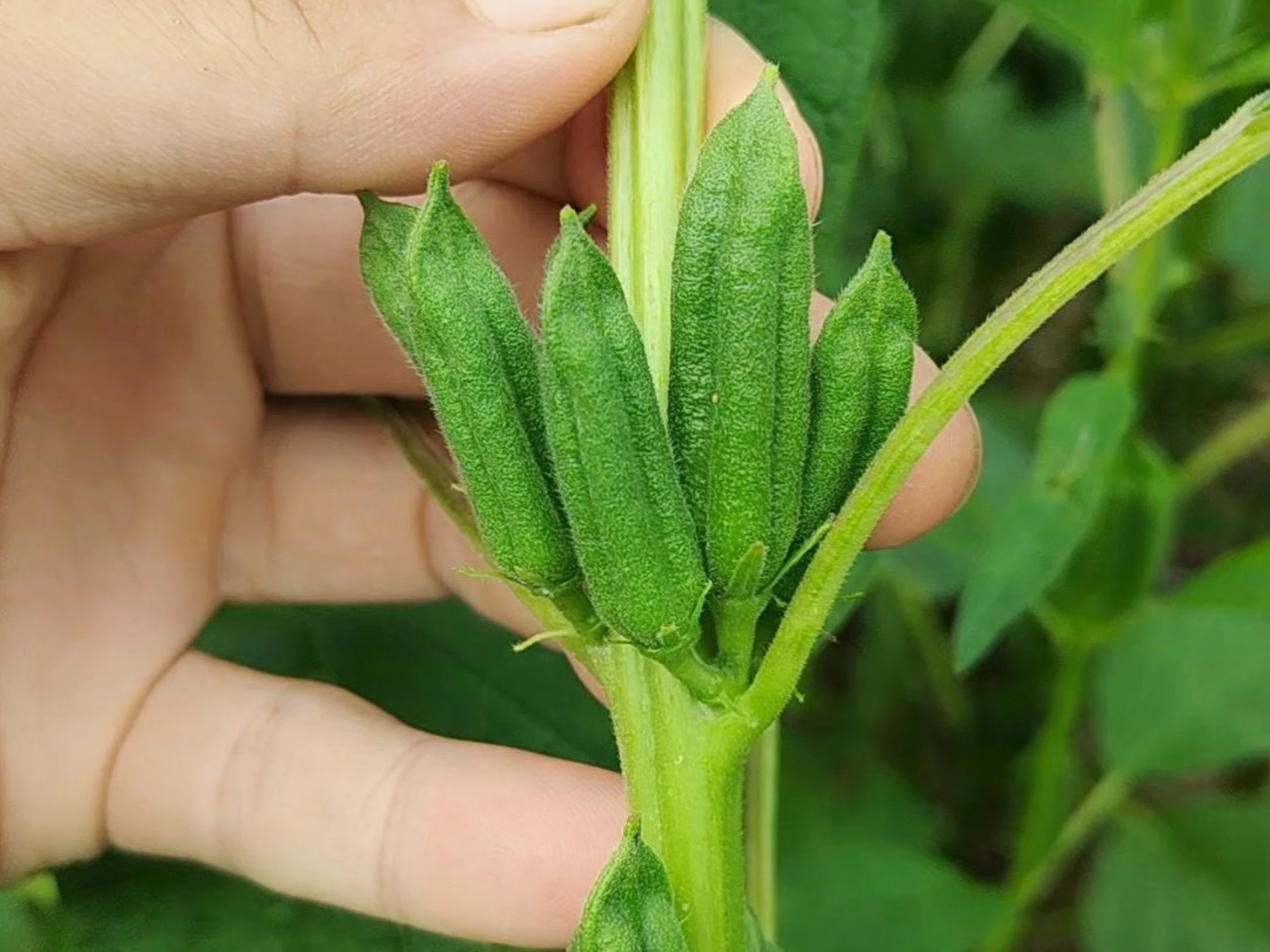 芝麻又叫胡麻,它的叶子可是个好宝贝,遇见记得摘些回家!