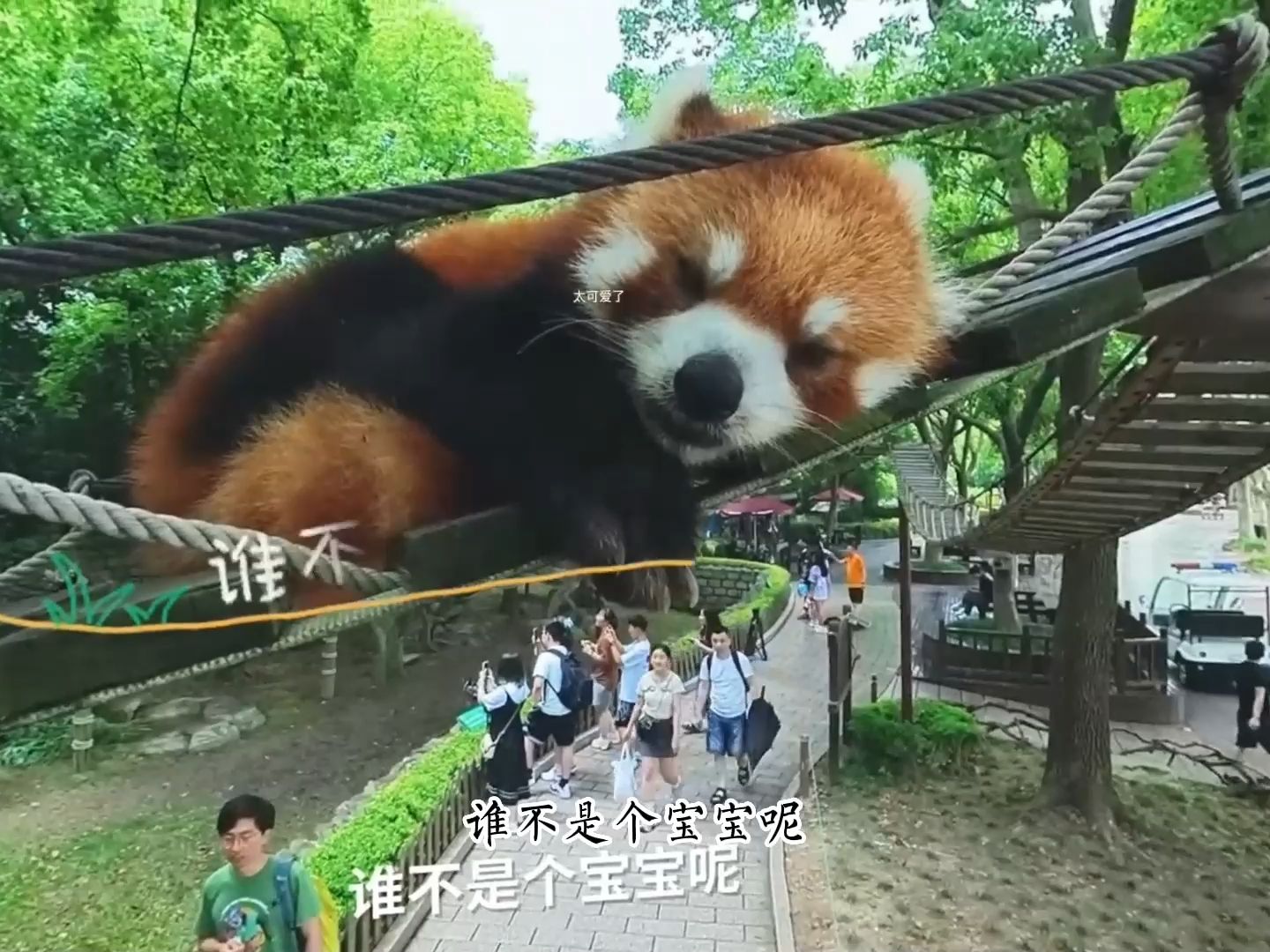 【移动云vr】动物大乱斗 萌宠贴贴 来自小熊猫的可爱暴击 体验喂食与