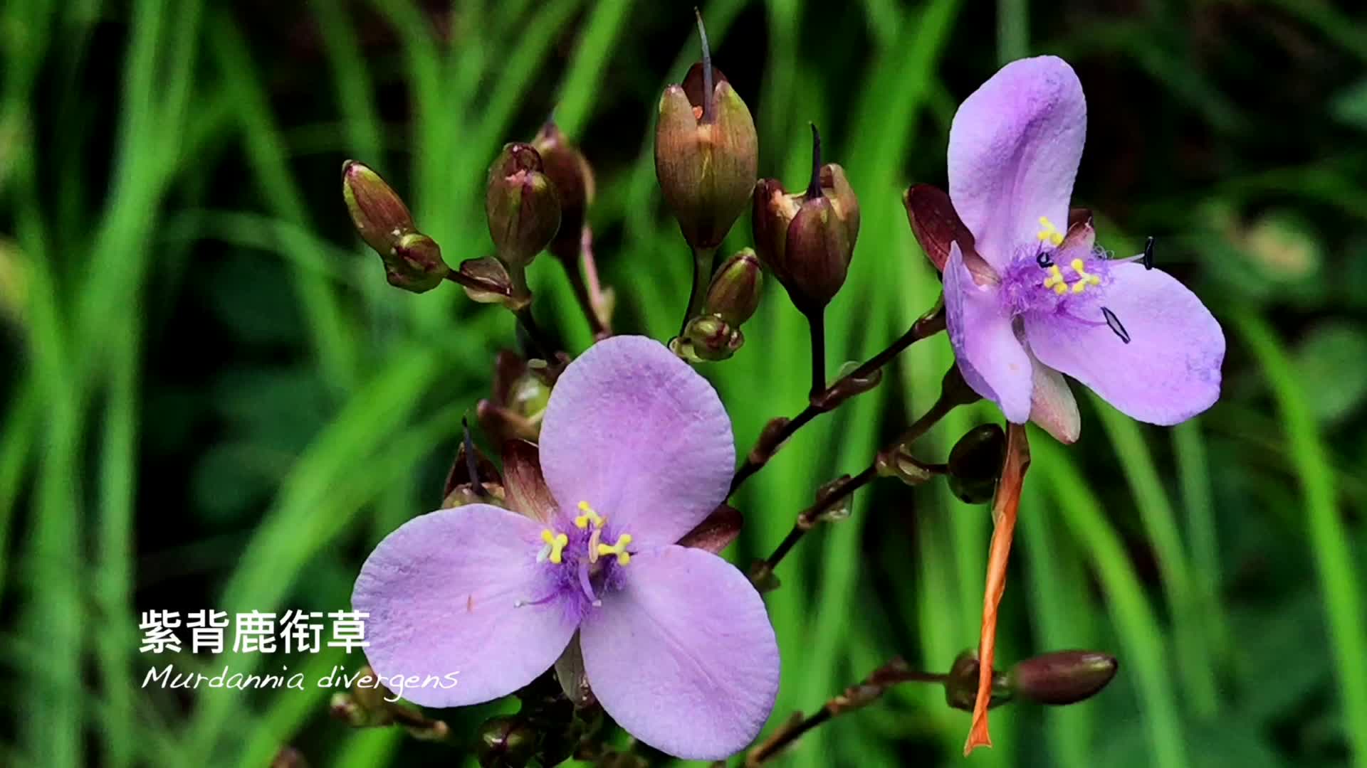 寻找高山植物——紫背鹿衔草_哔哩哔哩 (゜-゜)つロ 干杯~-bilibili