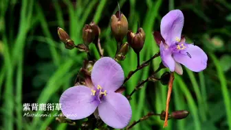 寻找高山植物 先花象牙参 哔哩哔哩 Bilibili