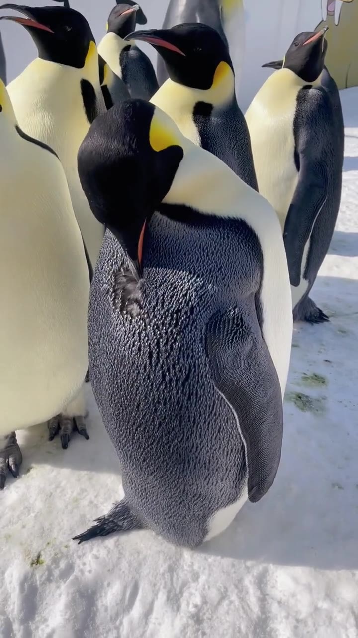 企鹅 每个人身上都有毛毛 小企鹅的身上也有毛毛哦