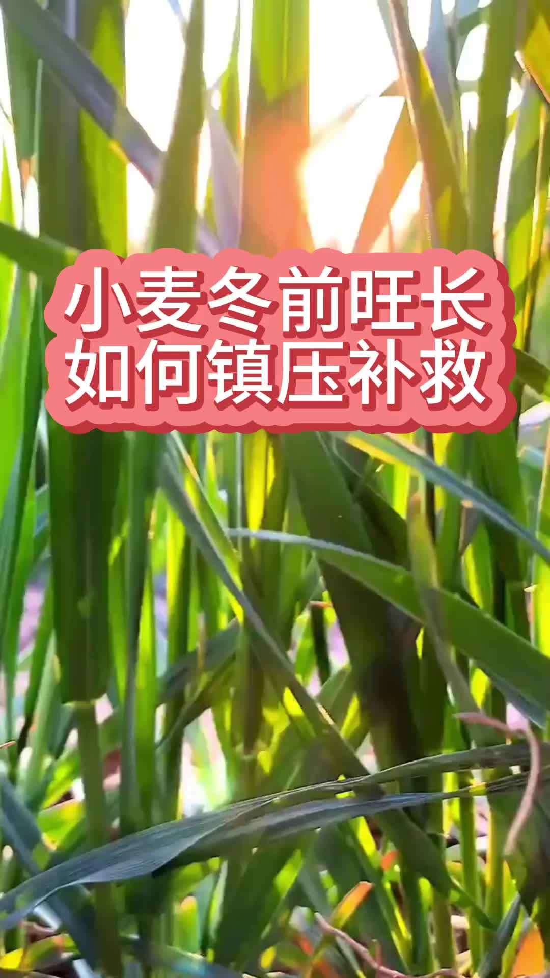 小麦冬前旺长如何镇压补救哔哩哔哩bilibili