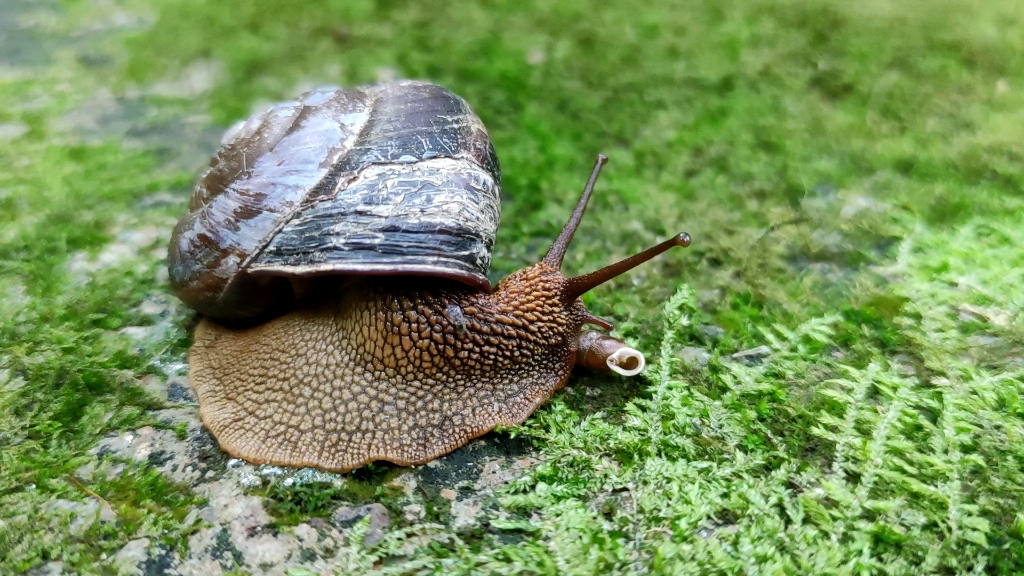 广德岛蜗牛