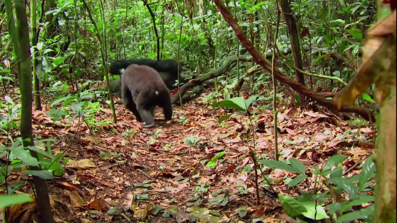 [图]大猩猩(Gorilla) - 神奇的动物｜美国国家地理少儿版