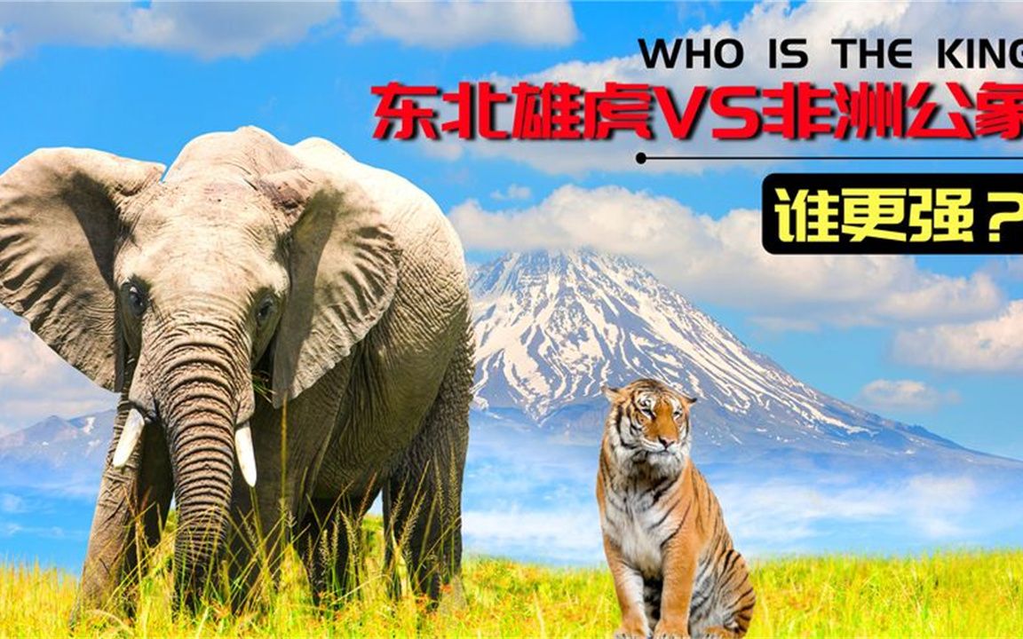 大象vs老虎图片
