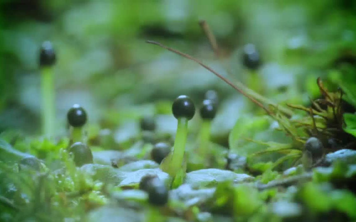 [图]绝美纪录片  神话的森林 Mythos Wald  边看美景边学风景