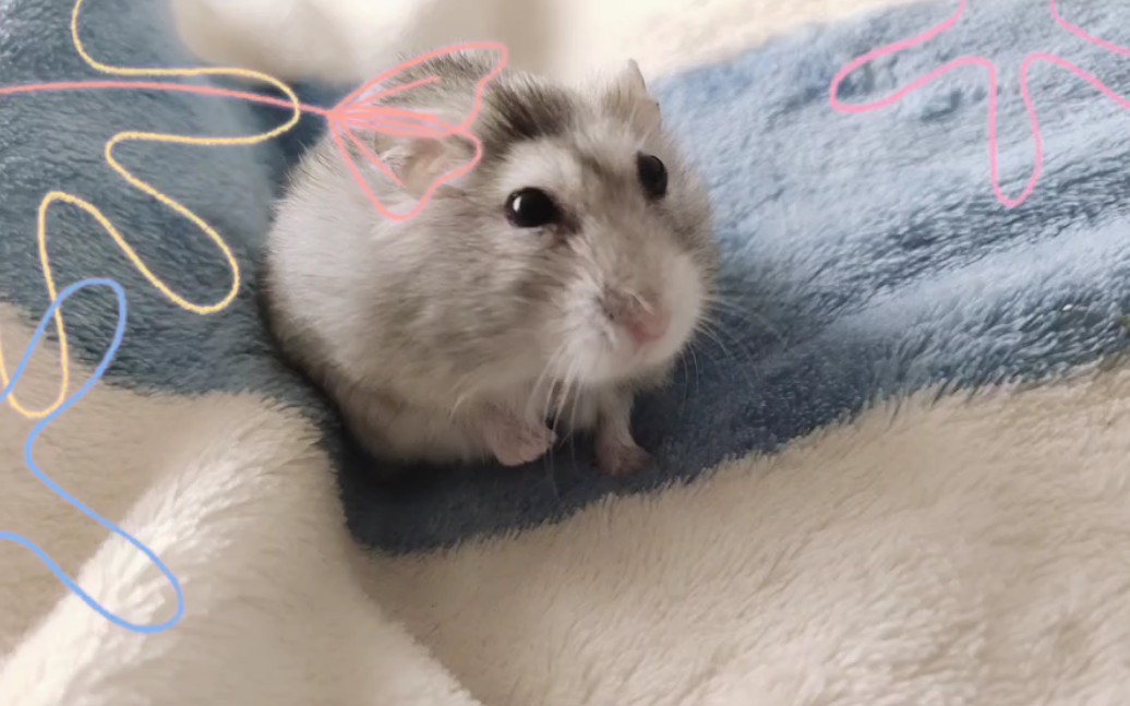 喂波波茶吃奶酪~_哔哩哔哩 (゜-゜)つロ 干杯~-bilibili