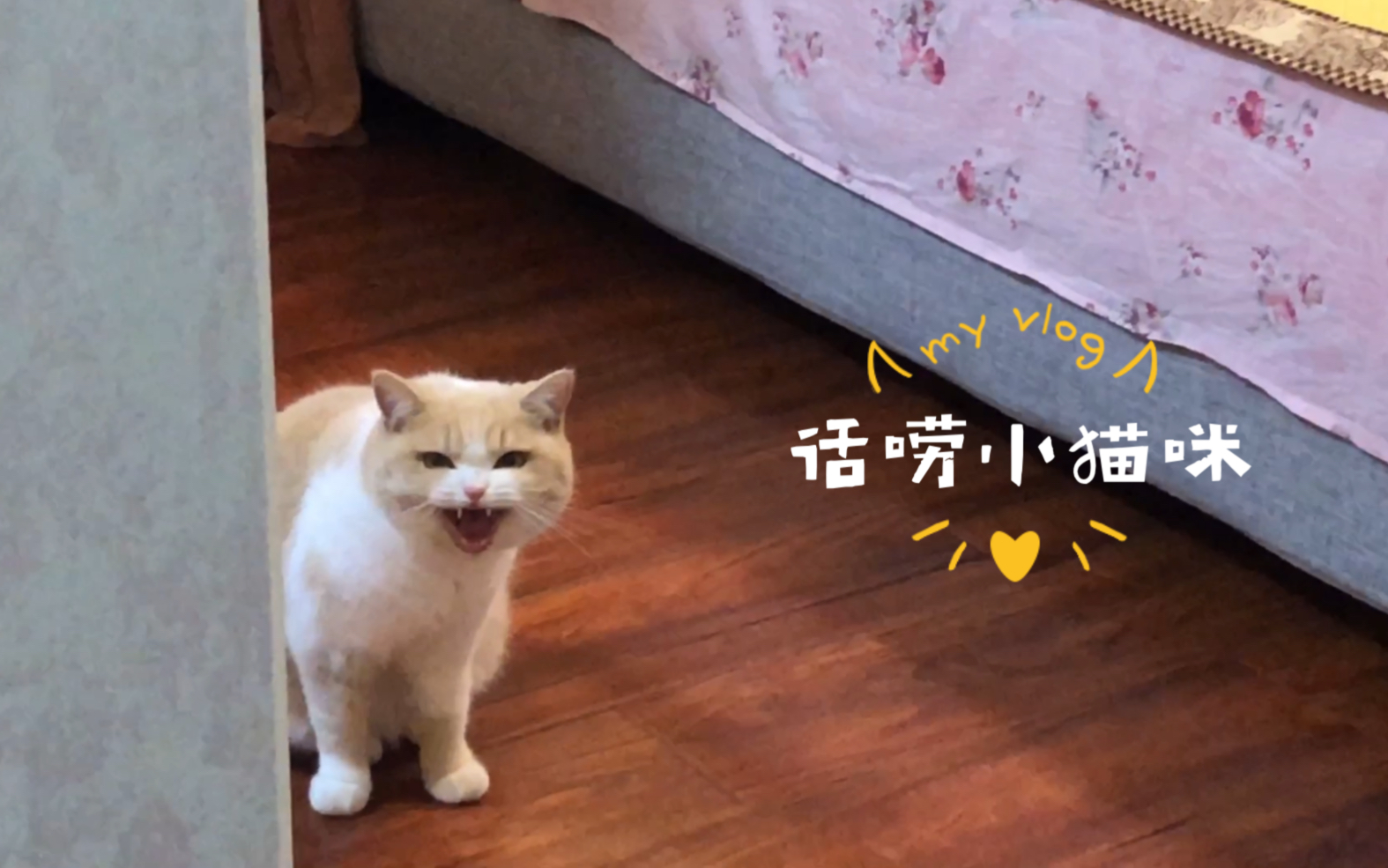 猛男请进|猫猫不易,自己困得不行还得陪聊,这届铲屎官不好带哔哩哔哩bilibili