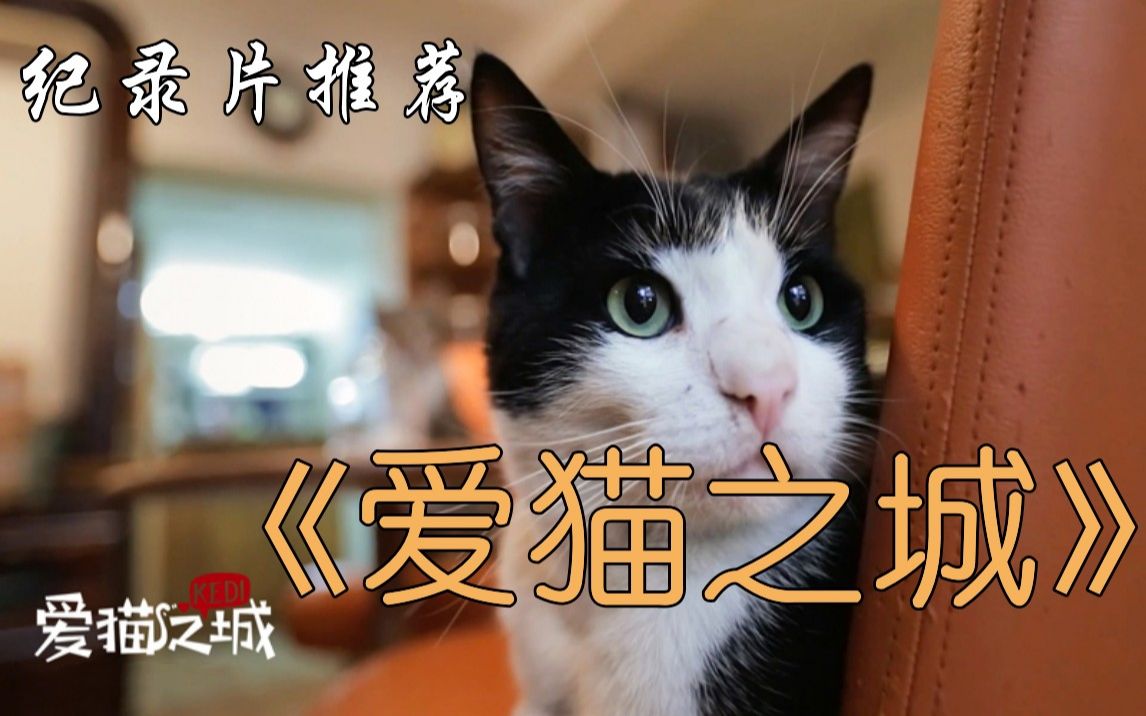 [图]纪录片推荐《爱猫之城》