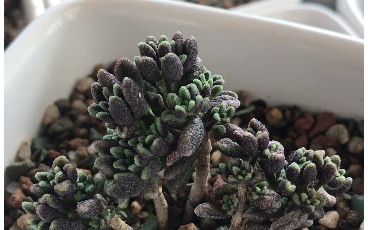 多肉植物 壁生魔南 monanthes muralis 原产地非洲 生长在峭壁上 叶片