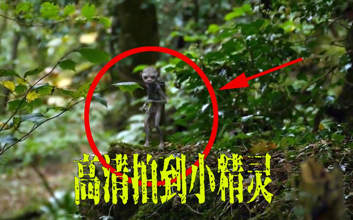 第一次“高清”拍到传说中的小精灵