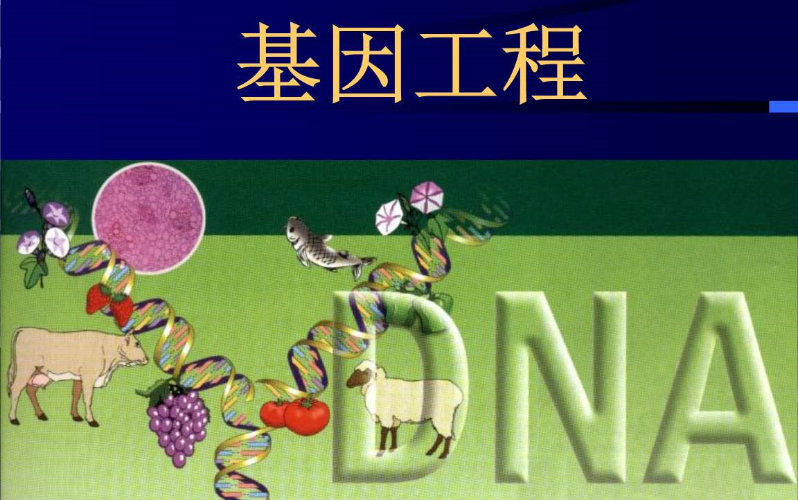 核酸检测 病毒 pcr 分子生物学 生物化学 微生物学 转基因 细胞)_哔哩