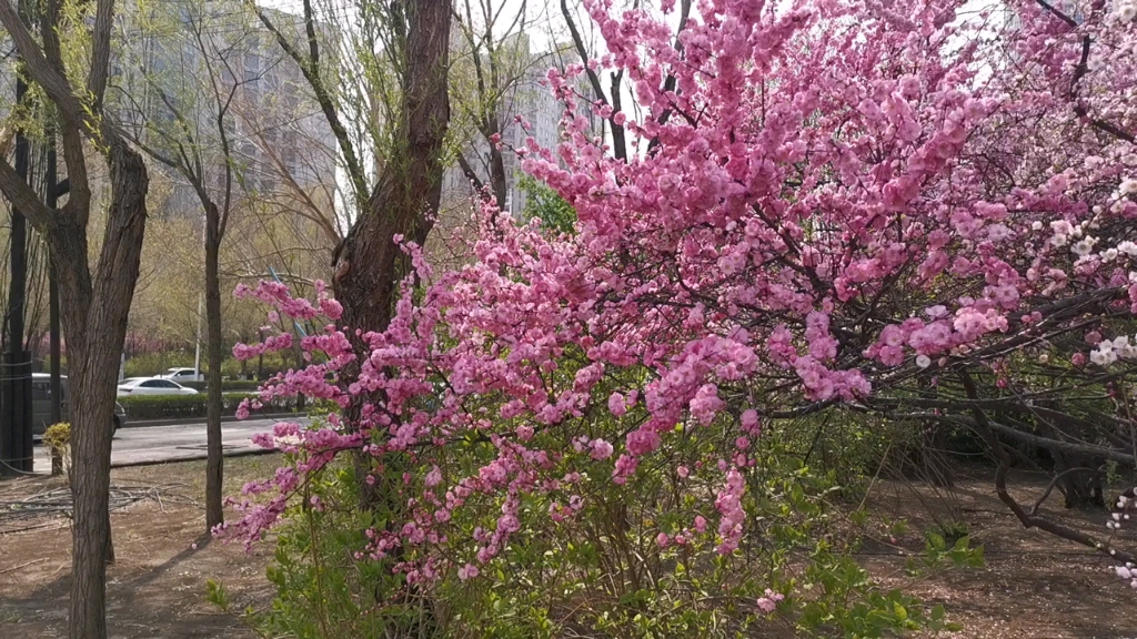 [图]谁人识得香君子，芬芳无语花自怜。