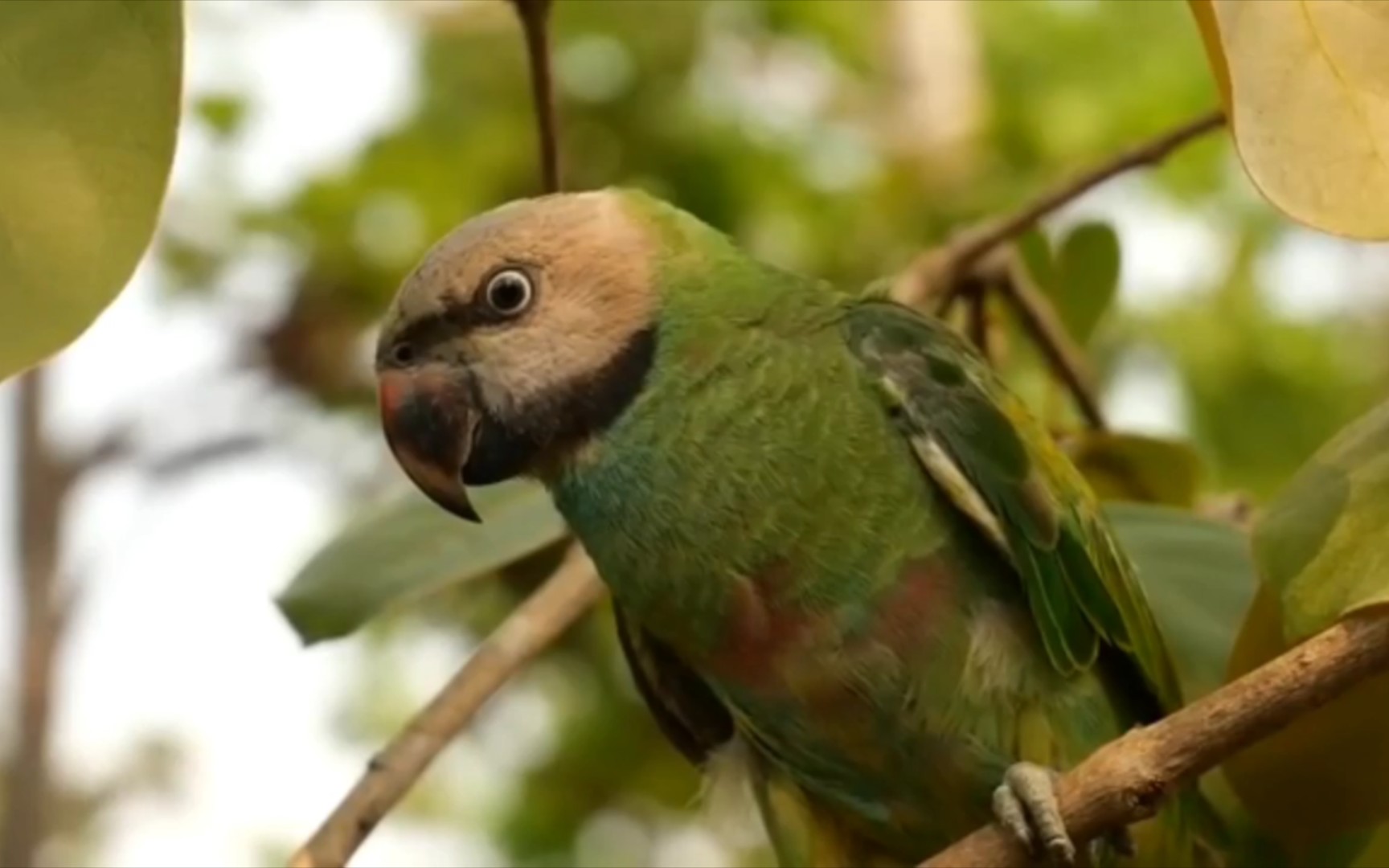 美丽的林中精灵,绯胸鹦鹉