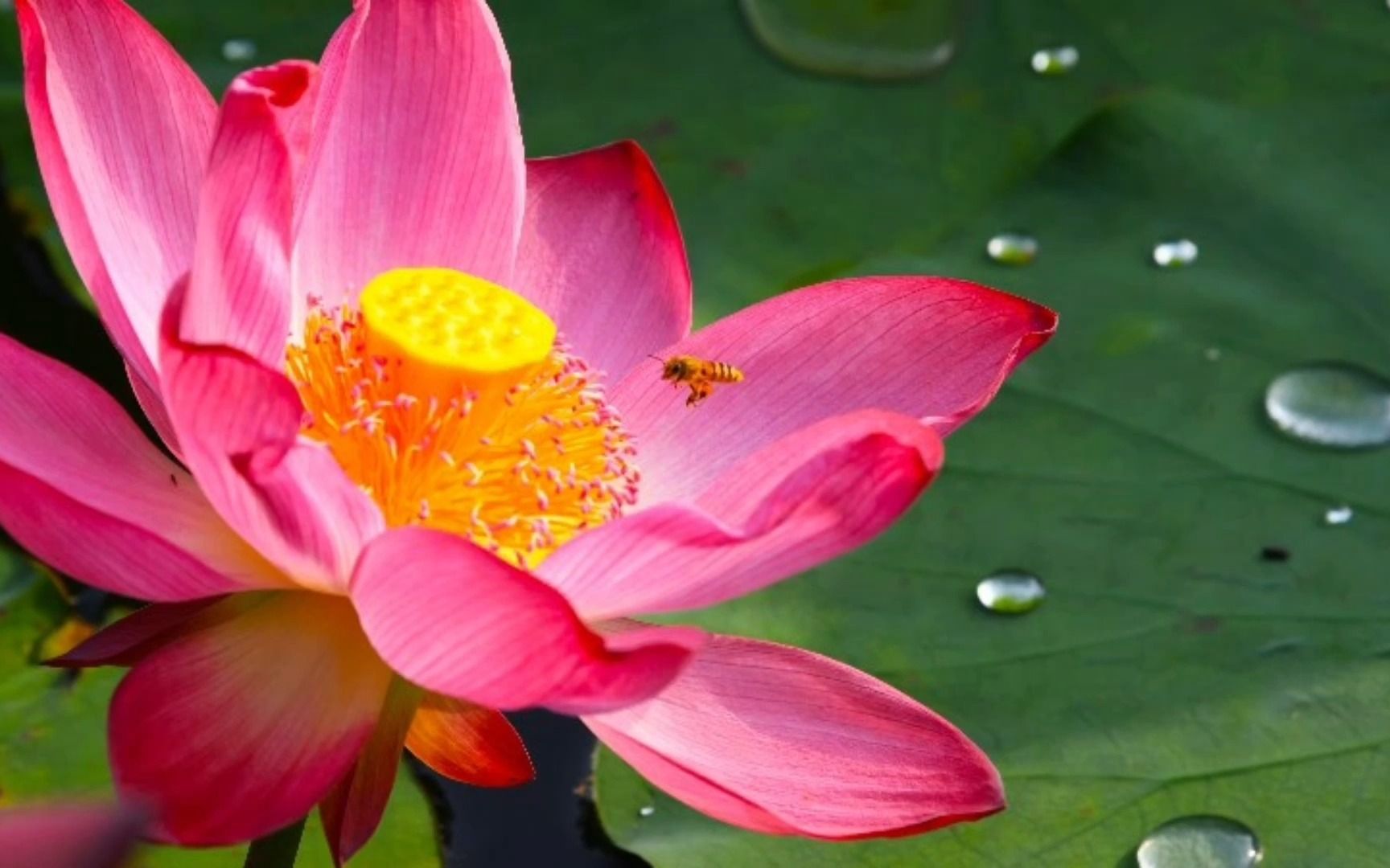 荷花映日-徵调阳|五音疗疾舒心|火音入心,振奋精神