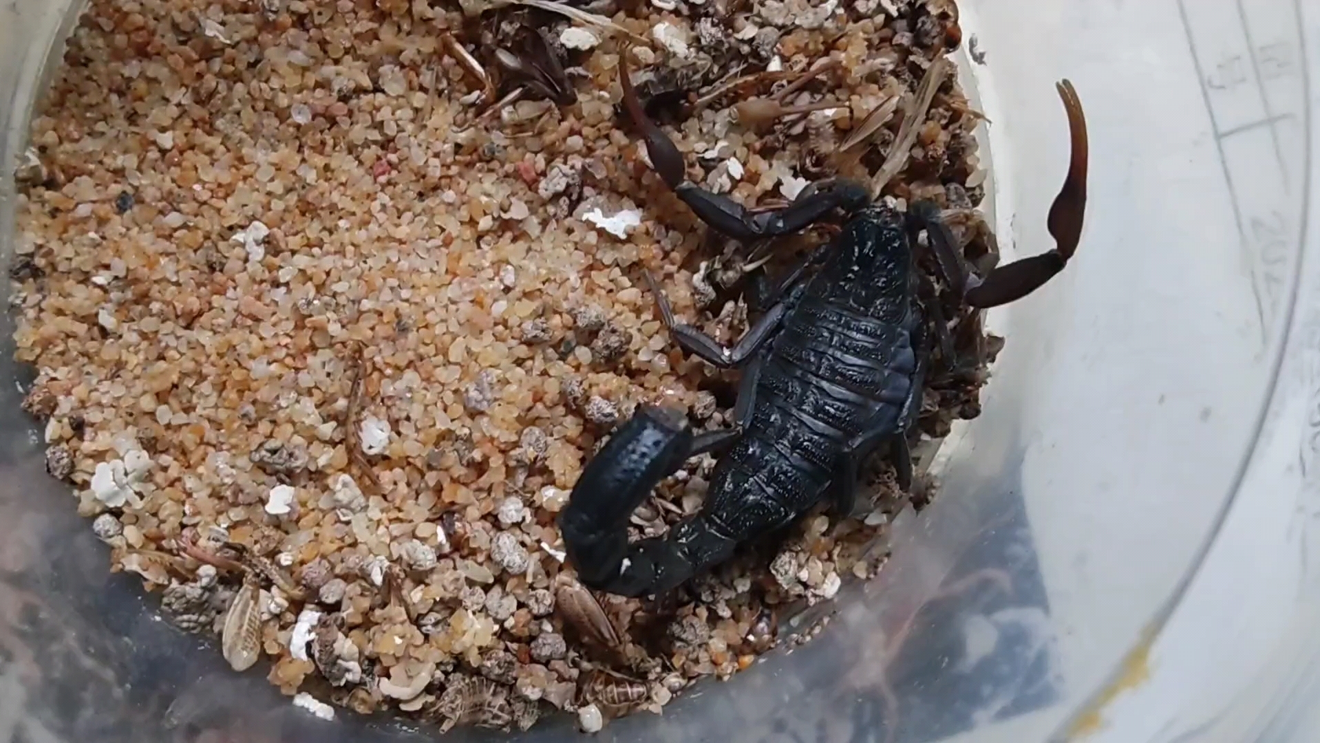 摩洛哥绒毛黑鳄背蝎