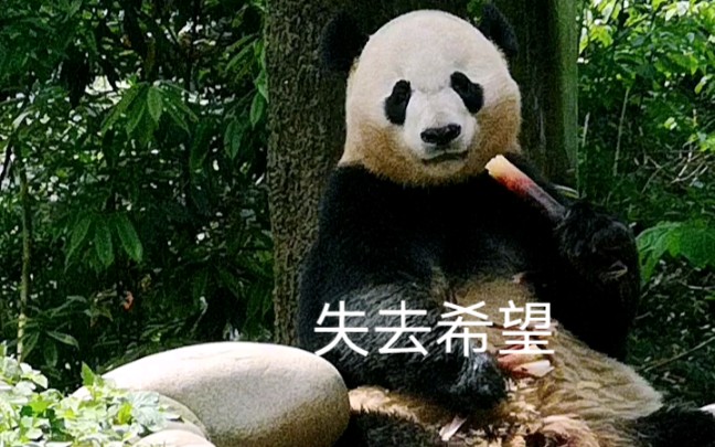 夺笋图