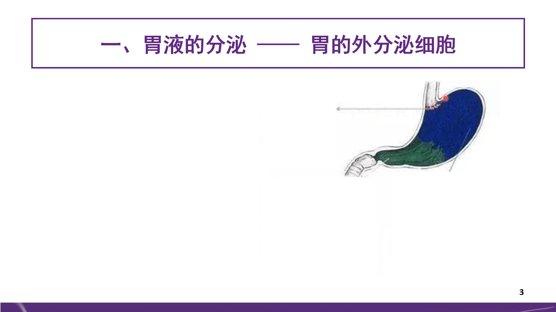 滕旭的医学生理课56学时生理学知识体系2024胃的外分泌细胞哔哩哔哩bilibili