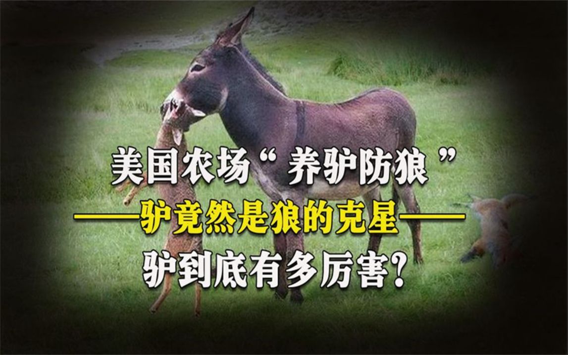 美国农场"养驴防狼,驴竟然是狼的克星,大长脸战斗力爆表