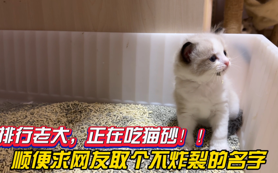 小奶猫排行老大却吃猫砂,顺便求网友取个不炸裂的名字哔哩哔哩bilibili