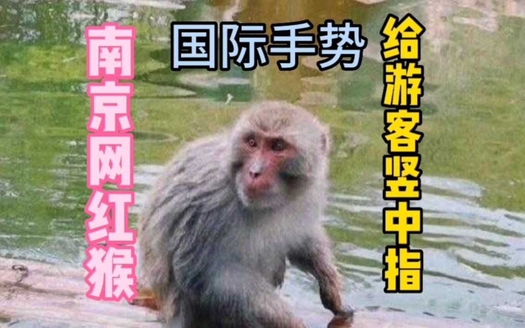 南京网红猴子给游客竖中指