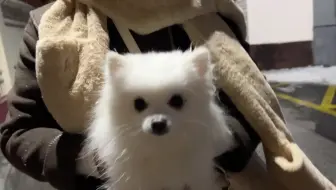 「少女和团子」第一次见雪的小狗狗，最害怕的竟然是。。。