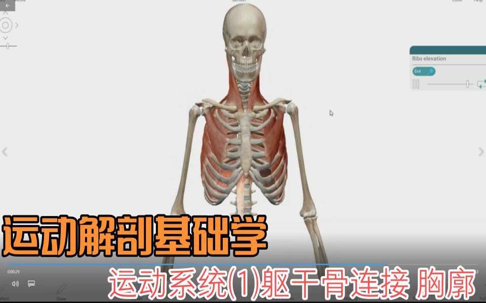 运动解剖基础学 运动系统(1)躯干骨连接 胸廓哔哩哔哩bilibili