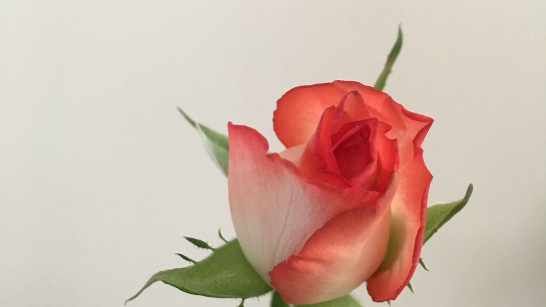 切花胭脂扣月季_哔哩哔哩_bilibili