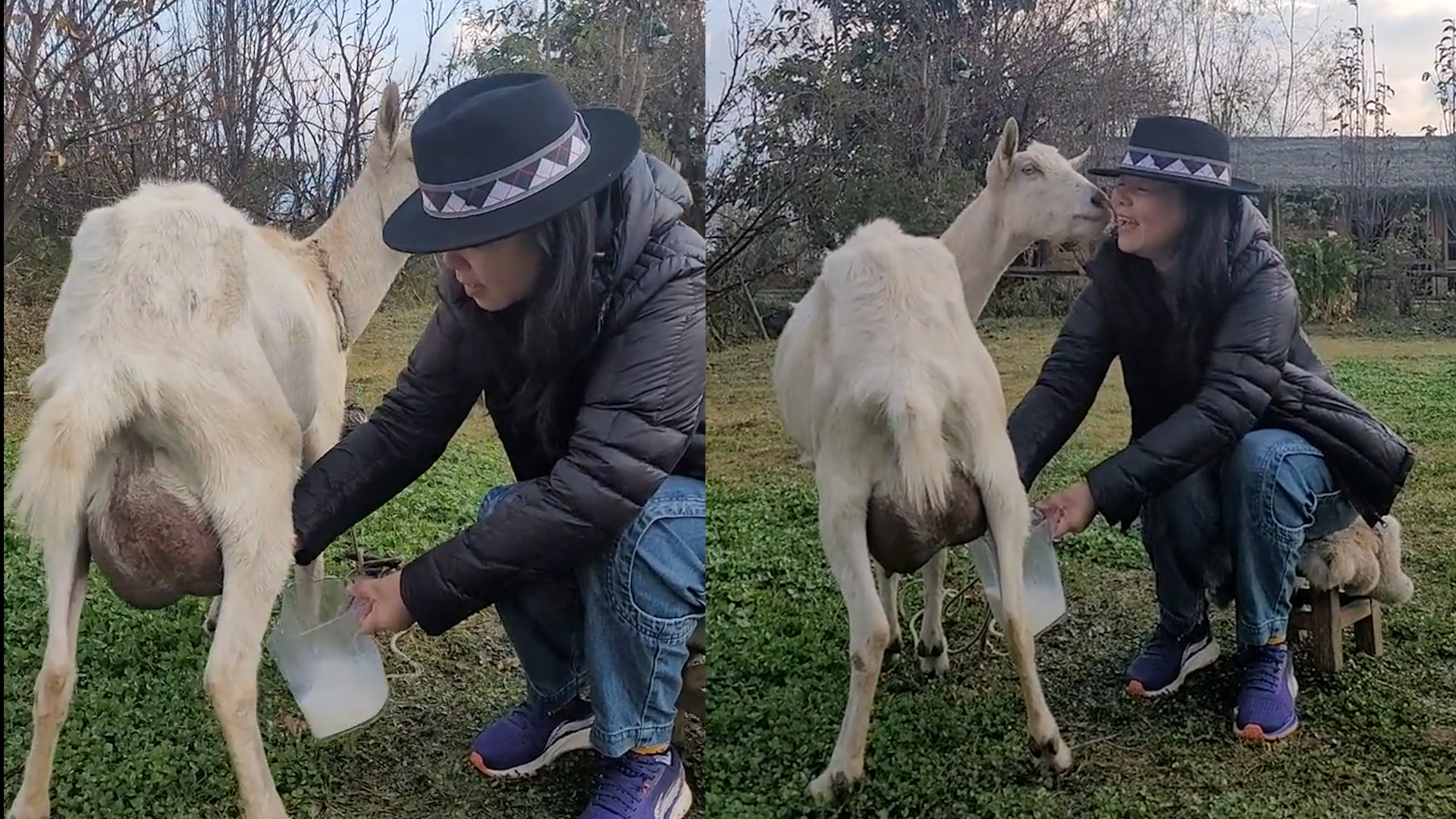 46岁龚琳娜草地上挤羊奶喝,姿势熟练大声高歌,被羊亲吻一脸兴奋