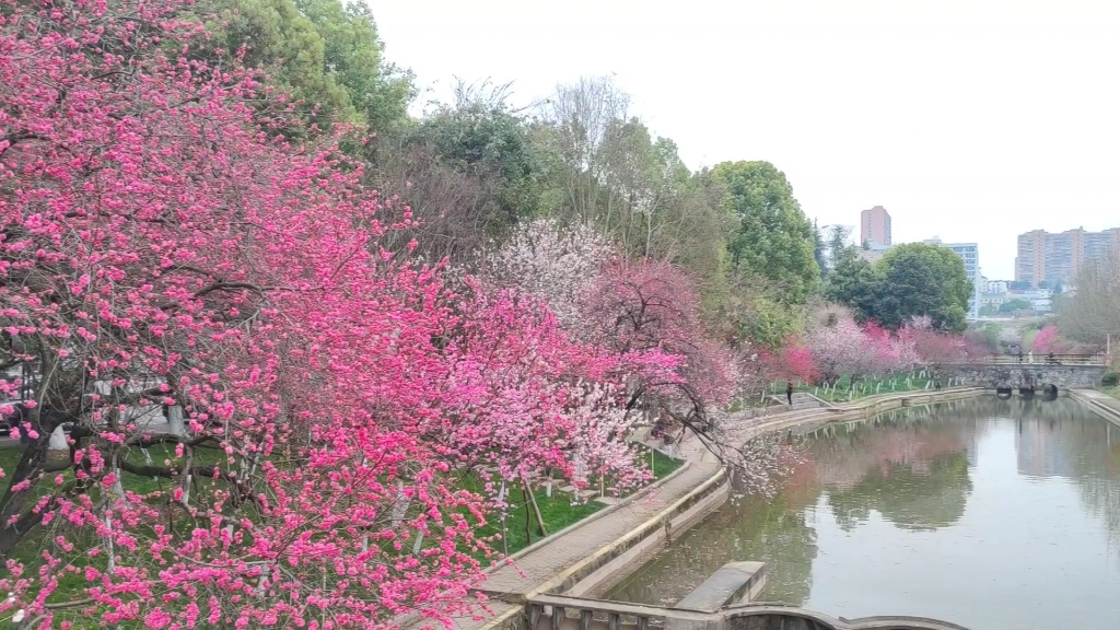 三峡大学桃花节图片