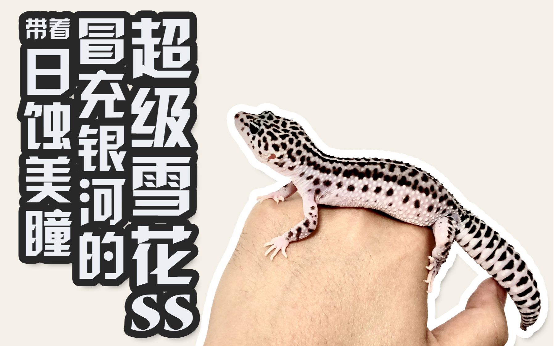 【亨利】豹纹守宫,超级雪花和银河有什么区别_哔哩哔哩 (゜-゜)つロ