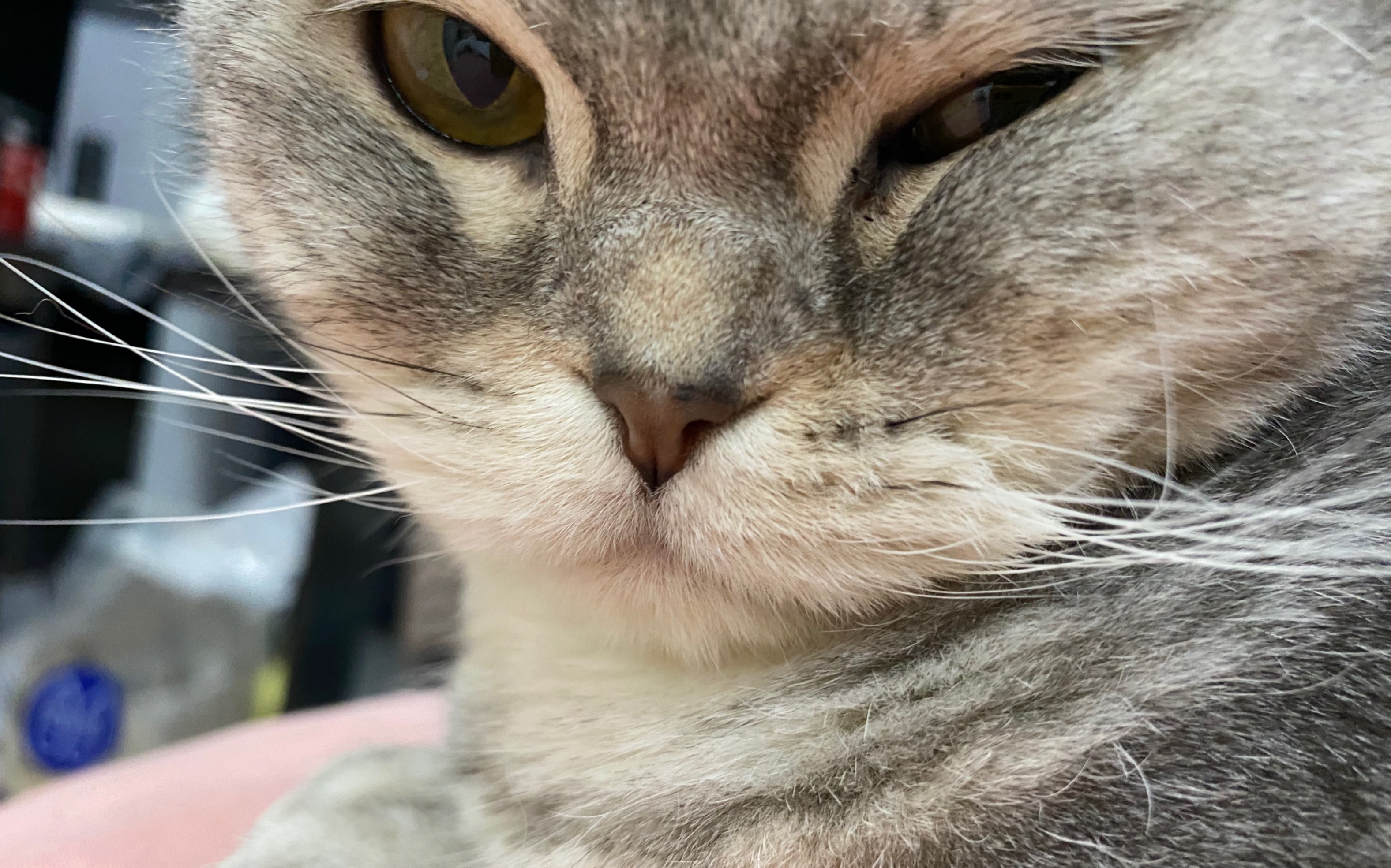 啊这,萨勒芬妮被翻唱