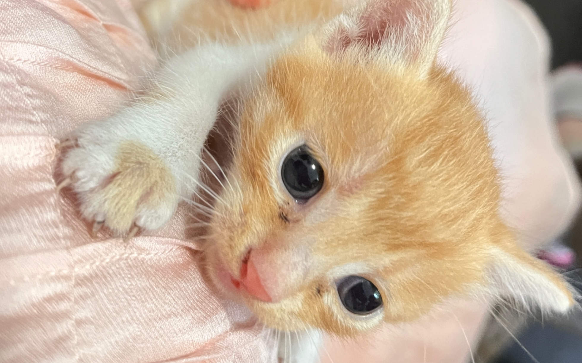 橘白小奶猫和哥哥小时候好像喔!