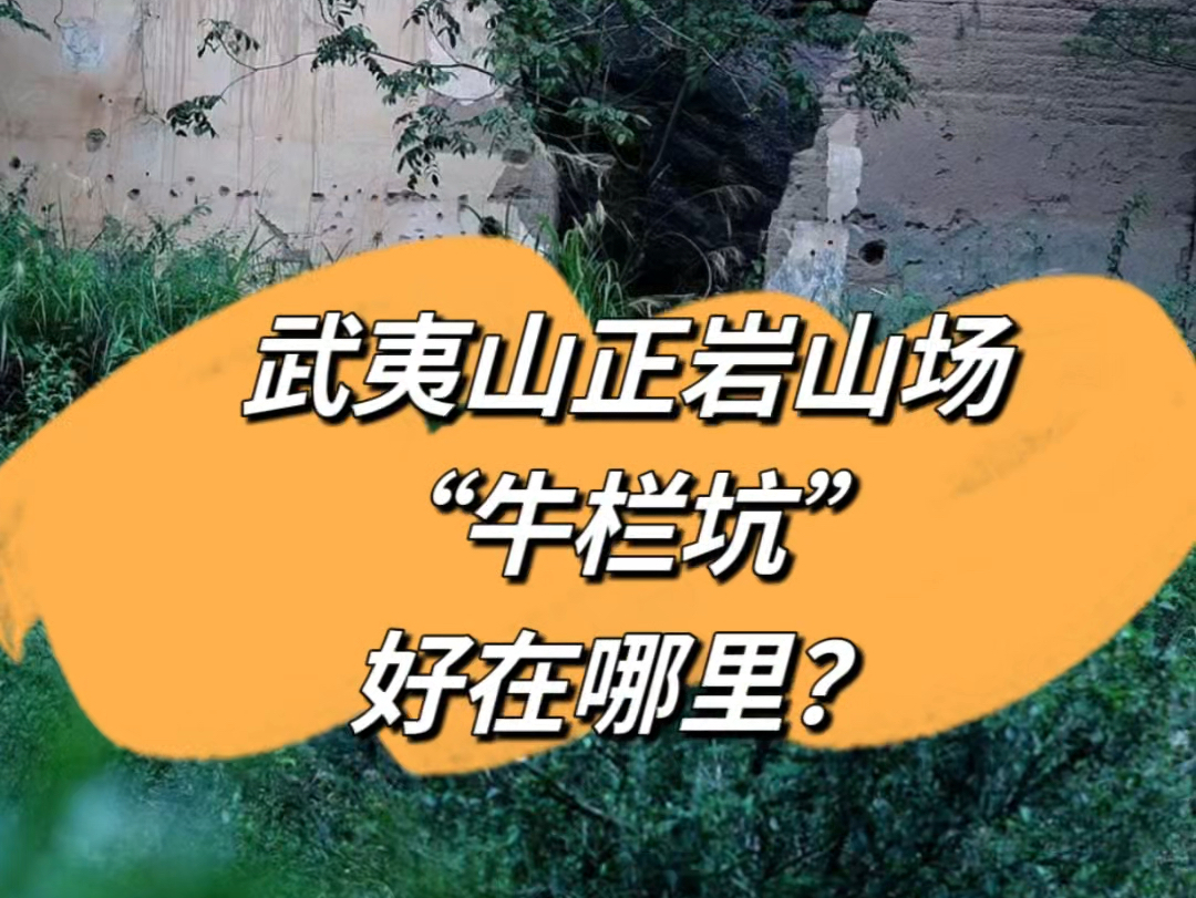 武夷正岩山场,牛栏坑好在哪里?哔哩哔哩bilibili