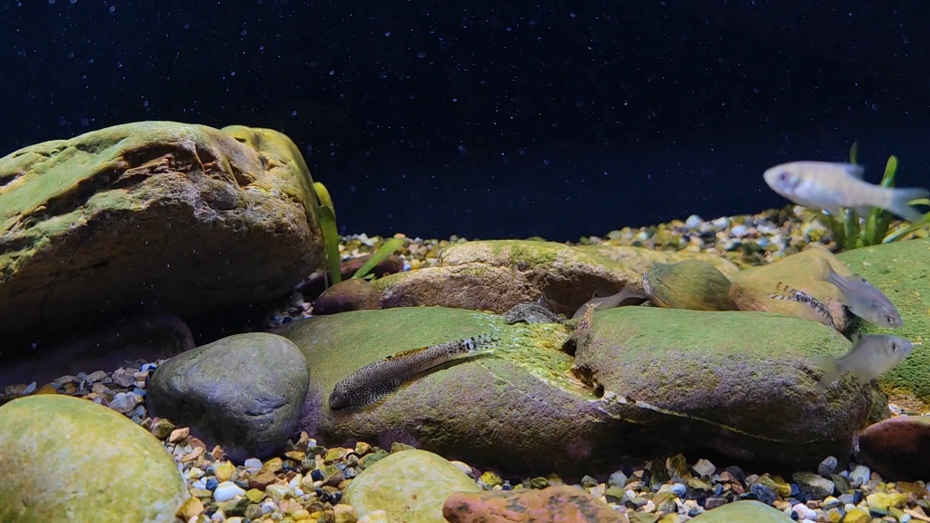 原生溪流缸,运行第三周