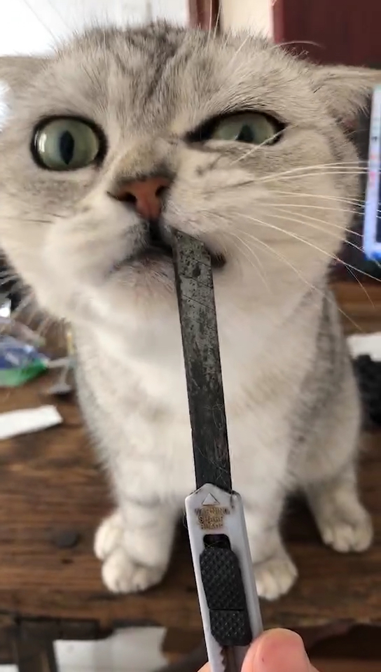 终于过上刀口舔血的日子[害羞][害羞]