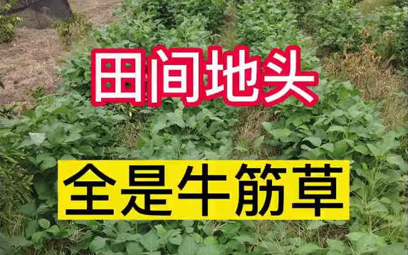 【新农人】465田间地头,全是牛筋草,你知道怎么滁吗?哔哩哔哩bilibili