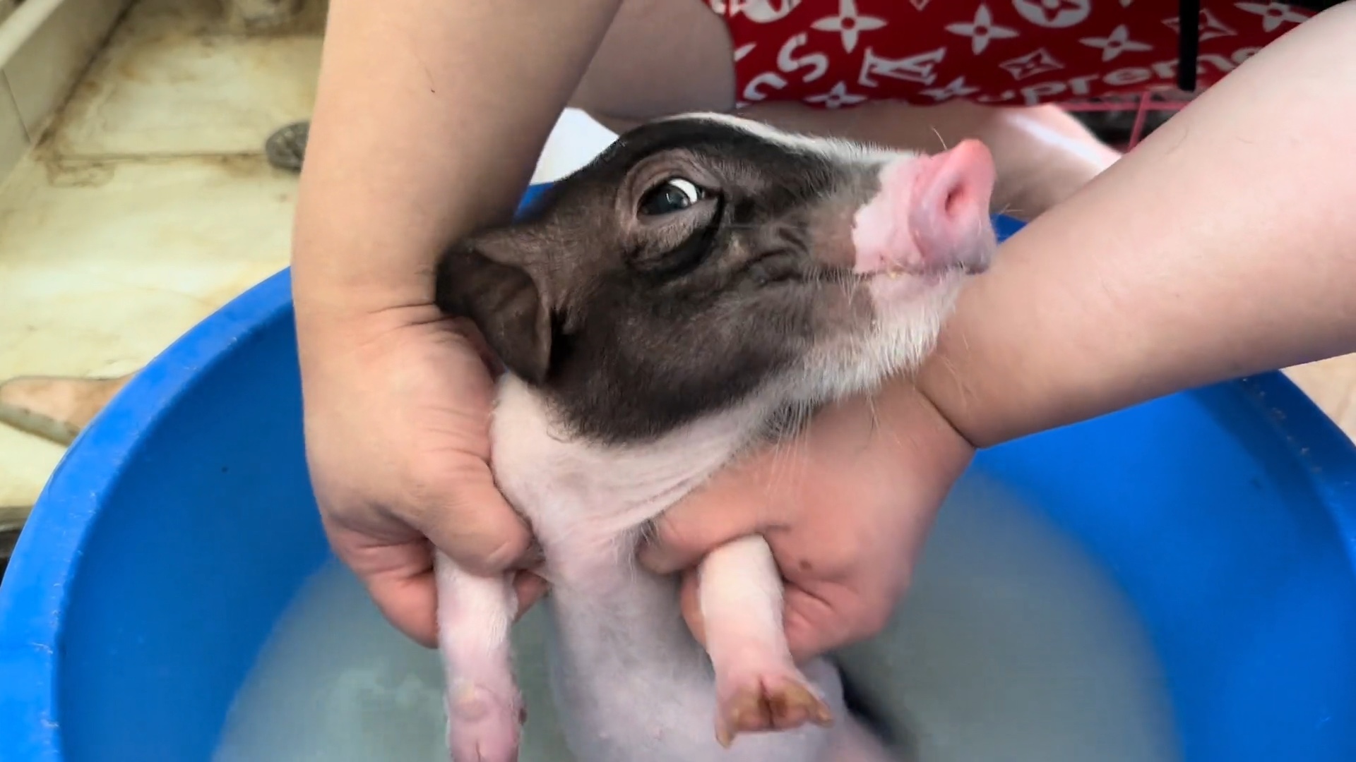 给小猪猪洗澡澡了