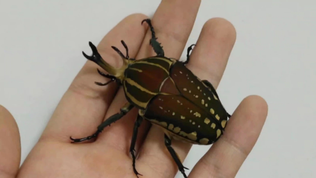 mp花金龟(玻利菲梦斯花金龟)的开蛋视频