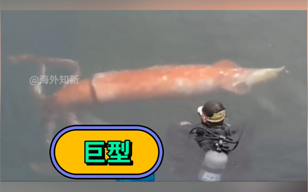 深海巨型鱿鱼#海洋生物 #科普 #深海巨物 #深海恐惧症 #奇妙的动物哔哩哔哩bilibili