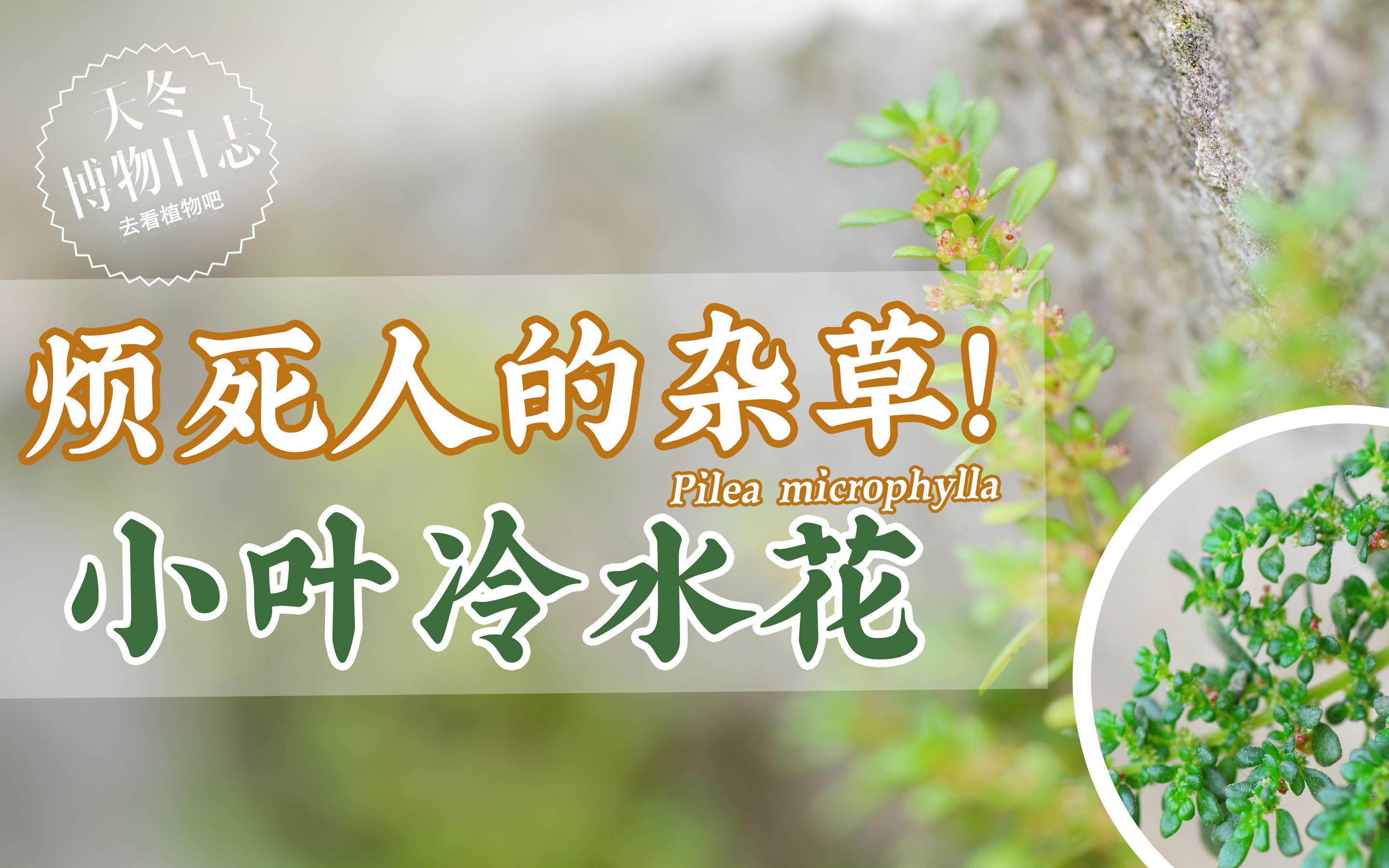 [图]烦死人的杂草！『小叶冷水花』微观形态曝光【天冬博物日志】【去看植物吧】